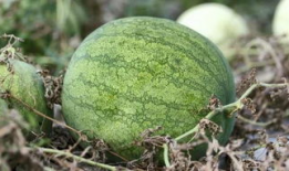 兰州吃瓜爆料事件,揭秘网络舆论背后的真相与反思